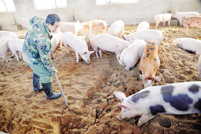 Người chăn nuôi đang đẩy mạnh các biện pháp an toàn sinh học để bảo vệ đàn lợn.