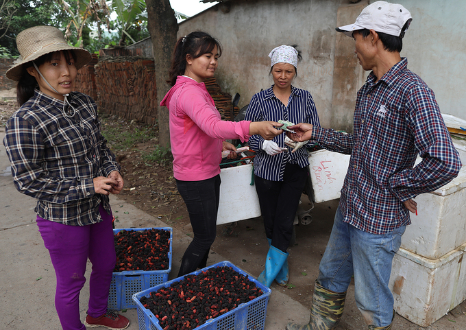 Lái buôn thanh toán ngay tiền mua dâu cho người dân sau khi nhận hàng. Trung bình mỗi ngày khoảng 8 tấn dâu ở xã Hiệp Thuận được xuất đi, lúc dâu chín rộ có thể lên đến 14 tấn.