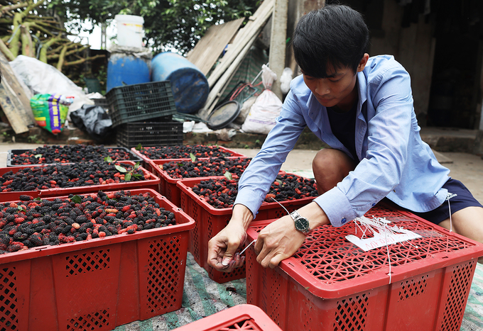 Anh Nguyễn Hữu Khôi ở cụm 6, xã Hiệp Thuận đang đóng các thùng dâu chờ ôtô chở đi tiêu thụ.