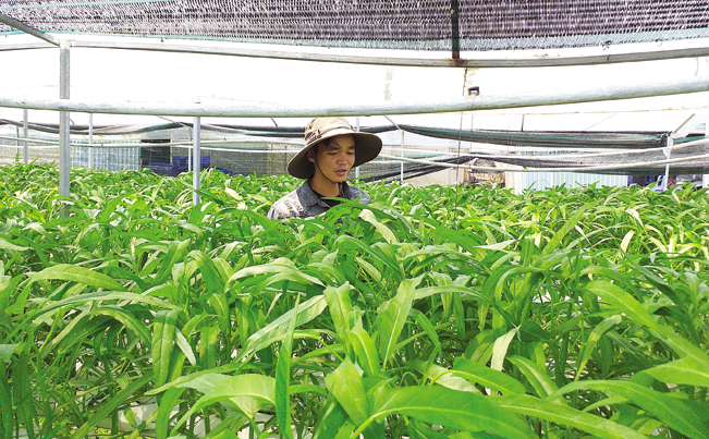 Mô hình trồng rau thủy canh của anh Huỳnh Nghiệp cho thu nhập hơn 50 triệu đồng/tháng.