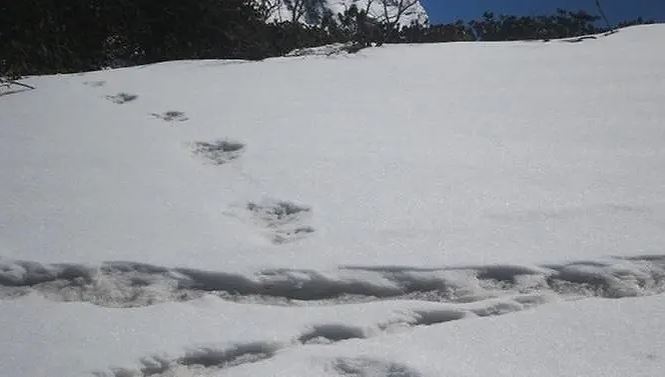 Hình ảnh dấu chân được cho là của Người tuyết được các nhà leo núi Ấn Độ ghi nhận.
