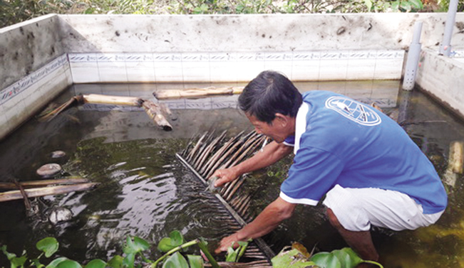 Nông dân xã Trần Hợi kiểm tra ao nuôi cua đinh thương phẩm. Thái Quỳnh