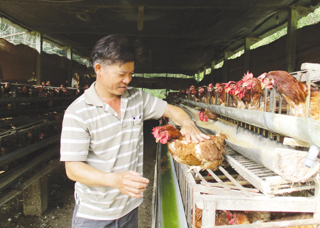 Trang trại chăn nuôi gà siêu đẻ trứng của anh Trần Quang Đức ở thôn An Tân, xã Đại Hưng, Đại Lộc, Quảng Nam.