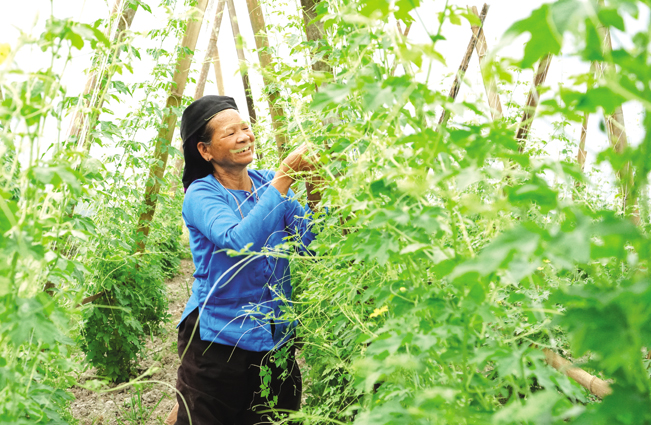 Mô hình trồng mướp đắng tại thôn Táo Thượng, xã Bản Ngò bước đầu mang lại hiệu quả kinh tế cho các hộ khảo nghiệm. Nguyễn Quỳnh