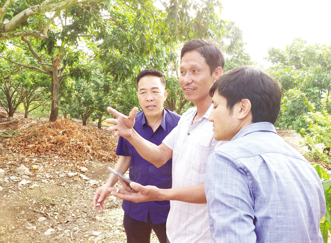 Các thành viên của HTX Phương Nam trao đổi về việc chăm sóc cây thông qua điện thoại thông minh.