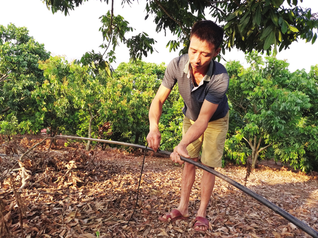 Nông dân kiểm tra dây ống dẫn tưới nước tiết kiệm đến các gốc cây nhãn.