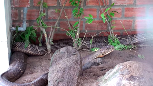 Hai con rắn hổ mây đang được nhốt trong chuồng tại đồi Tức Dụp ở An Giang. Ảnh: An Phú.