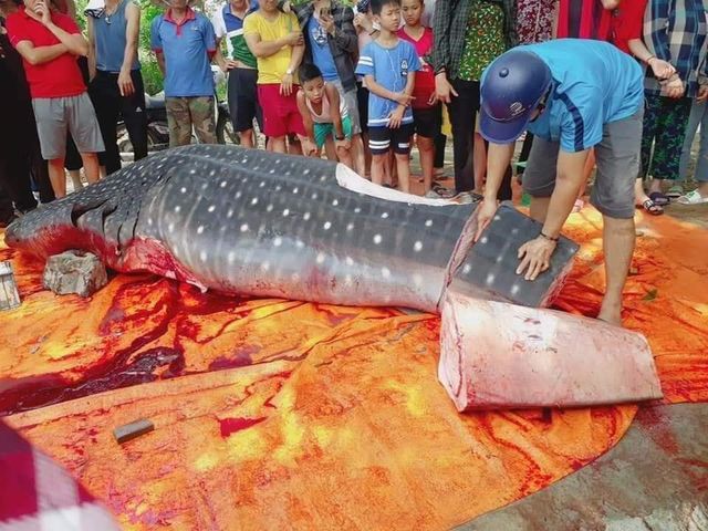 Hình ảnh con cá voi được ngư dân xẻ thịt bày bán lan truyền trên mạng xã hội.