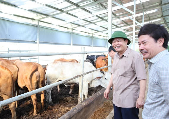 Bộ trưởng Bộ NNPTNT ấn tượng với mô hình chăn nuôi bò thịt quy mô lớn của Cty T&T 159