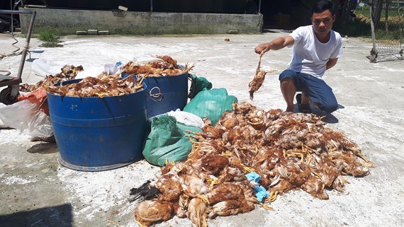 Anh Nguyễn Văn Báo bên 1.200 con gà nuôi của trang trại bị chết trong đêm 14/5.