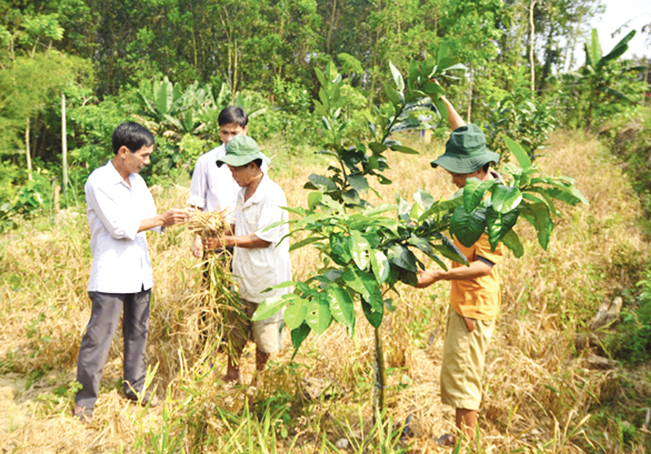 Kinh tế rừng, kinh tế vườn đã giúp cho người dân xã Tiên Phong có thu nhập ổn định. Hưng Nguyễn