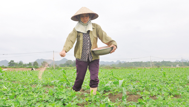 Nông dân bón phân chăm sóc cây trồng trên cánh đồng thuộc huyện Nho Quan (Ninh Bình).