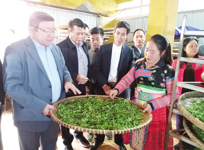 Chủ tịch Thào Xuân Sùng thăm một cơ sở chế biến chè Tà Xùa (Bắc Yên, Lào Cai).