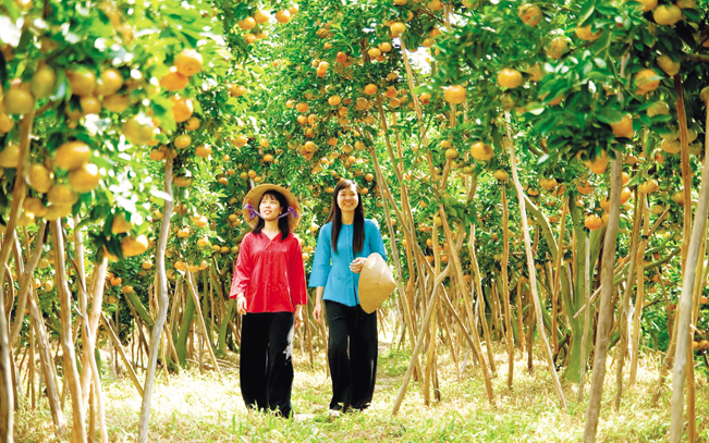 Tỉnh Vĩnh Long mới có 114ha cây ăn trái xây dựng được mã số vùng trồng.