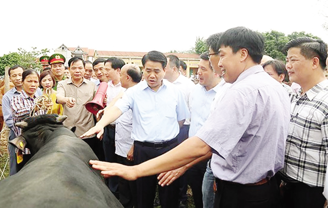 Các đại biểu thăm mô hình nuôi bò thịt chất lượng cao tại xã Minh Châu (Ba Vì, Hà Nội)