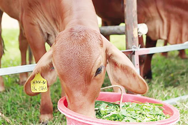 Nuôi gia súc ăn cỏ là một giải pháp đảm bảo cung ứng sản lượng thịt cho thị trường.