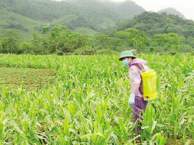 Sâu keo mùa thu tàn phá nhiều diện tích ngô.