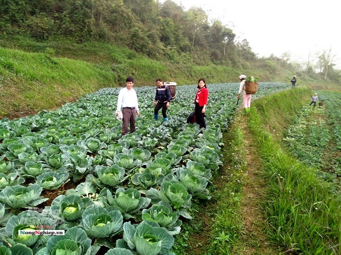 So với vụ rau 2018, vụ sau 2019 xã Hồng Thái tăng thêm 18 tấn.