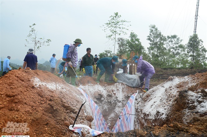 Tính đến ngày 4/6 tỉnh Tuyên Quang đã thực hiện tiêu hủy 2.116 con lợn nghi nhiễm DTLCP.