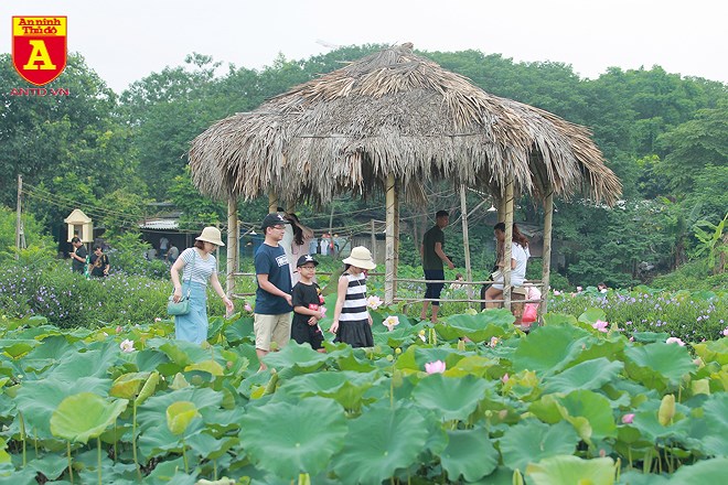 Đầm sen Xuân Đỉnh (Bắc Từ Liêm, Hà Nội) nhộn nhịp từ sáng sớm, đây cũng là thời điểm hoa sen nở đẹp nhất.