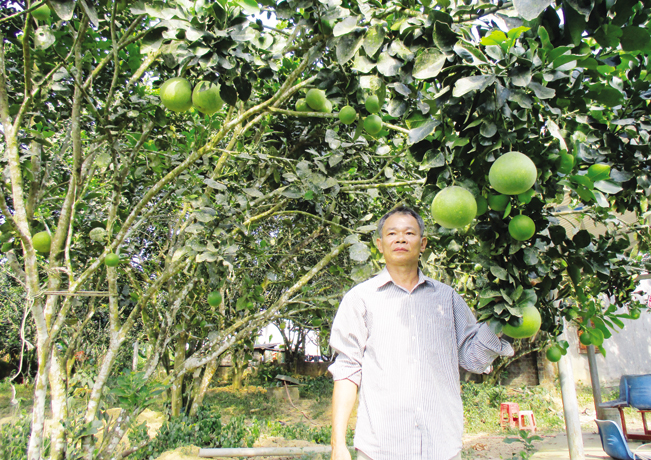 Nhờ trồng bưởi da xanh mà hàng trăm hộ dân ở Hòa Ninh ổn định cuộc sống và cây bưởi sẽ được địa phương chọn sản phẩm OCOP.