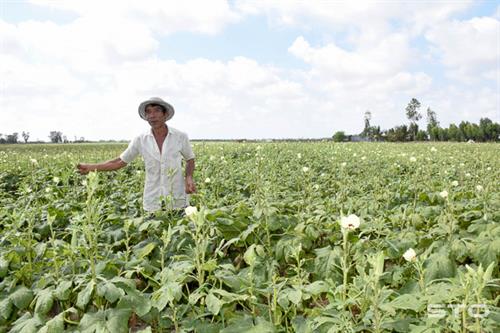Nhờ trồng đậu bắp giúp gia đình ông Nguyễn Văn Sự ở huyện Trần Đề có nguồn thu nhập ổn định. Ảnh: baosoctrang.org.vn