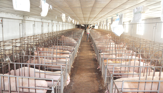 Trang trại lợn hàng nghìn con của ông Thảo an toàn giữa “bão” dịch tả lợn châu Phi.