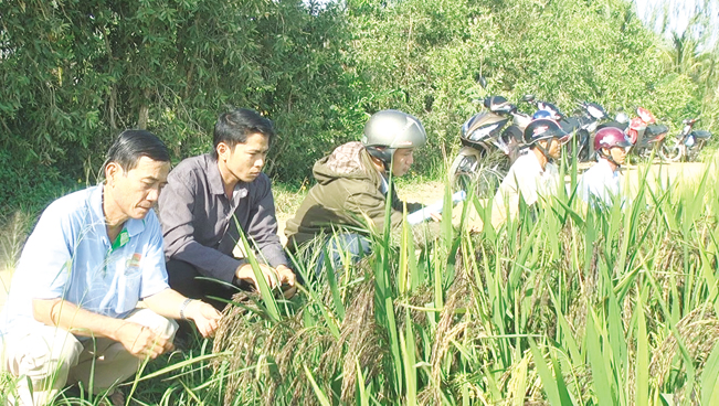 Các đại biểu tham quan mô hình sản xuất lúa hữu cơ của HTX Tân Cường.