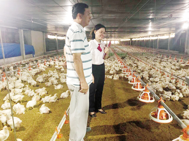 Nhờ vay vốn cuả Agribank mà trang trại chăn nuôi gà thịt, heo rừng của anh Cao Văn Đà (48 tuổi, ở thôn Vĩnh Bình – xã Tam Thăng – TP.Tam Kỳ - tỉnh Quảng Nam) đem lại thu nhập hơn 2 tỷ/năm.