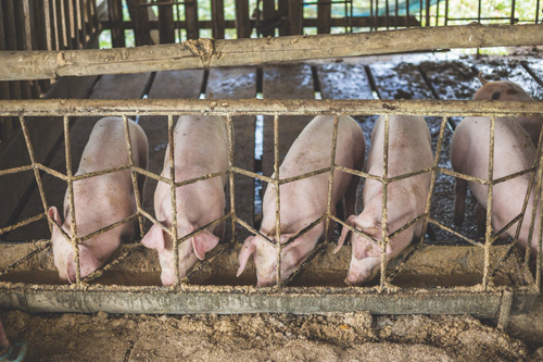 Một trang trại nuôi lợn ở Triều Tiên. Ảnh: Reuters.