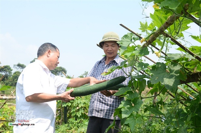 Sản phẩm bí an toàn tại xã Hồng Thái.