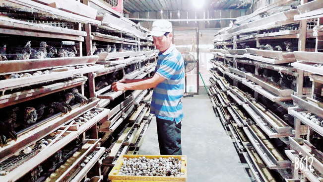 Mô hình nuôi chim cút đem lại hiệu quả kinh tế cao cho người dân xã Hòa Phước.