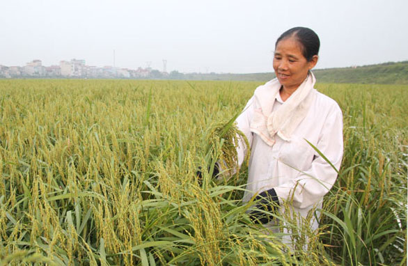 Sản xuất lúa nếp cái hoa vàng tại xã Phú Minh, huyện Sóc Sơn.