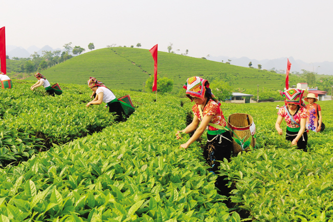 Nông dân Sơn La xây dựng các mô hình kinh tế mới từ Quỹ HTND.