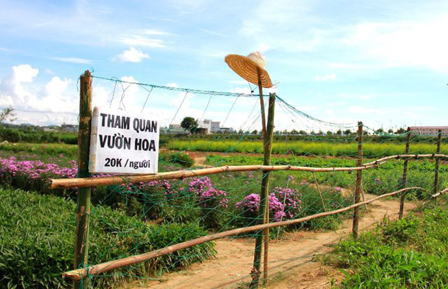 Ngoài trồng rau cải, anh Việt còn trồng thêm một số loại cây hoa khác trong khu vườn 1ha nên du khách rất mê.