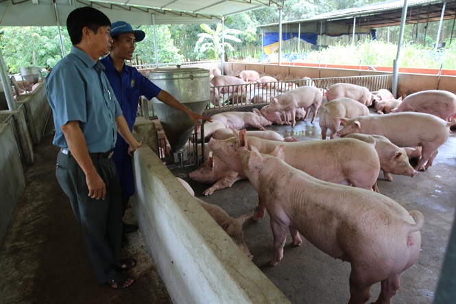 Chăn nuôi an toàn sinh học là giải pháp quan trọng phòng chống dịch bệnh hiệu quả.
