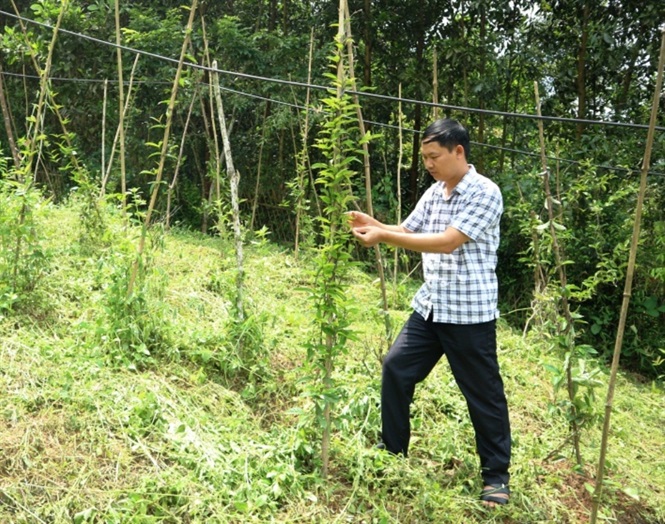 Kiểm tra mô hình trồng cây ba kích tím tại xã Nghinh Tường.