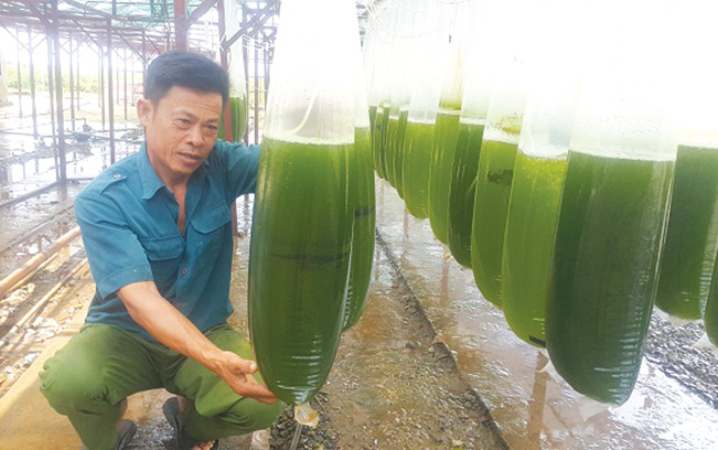Gia đình ông Nguyễn Đốc Ngữ, ở thôn Lương Điền, xã Đông Cơ, huyện Tiền Hải mỗi năm kiếm tiền tỷ nhờ nuôi cấy vi tảo. Phạm Quân