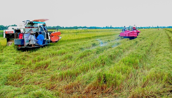Thu hoạch lúa trong “Cánh đồng lớn” ở huyện Vĩnh Thạnh, TP Cần Thơ.