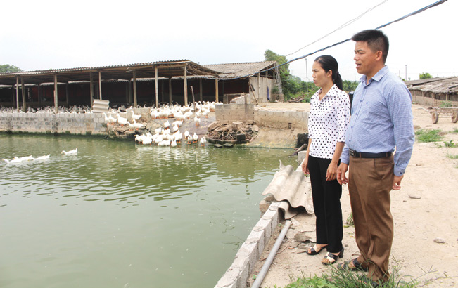 Dự án chăn nuôi vịt sinh sản từ nguồn vốn vay Quỹ HTND mang lại thu nhập khá cho các hộ dân ở xã Phạm Ngũ Lão (Kim Động, Hưng Yên).