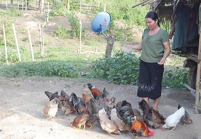 Chị Lương Thị Thà, xã Đôn Phục, huyện Con Cuông ( Nghệ An) chăm sóc đàn gà của gia đình.