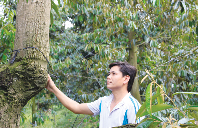 Anh Đặng Văn Phi chăm sóc vườn sầu riêng.