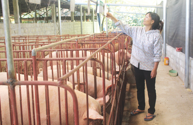 Tham gia mô hình chi, tổ hội nghề nghiệp, nhiều nông dân Lao Cai đã đầu tư chăn nuôi hiệu quả.
