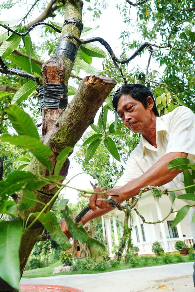 Ông Võ Văn Lợi, chủ nhiệm Hội sinh vật cảnh xã Tân Thuận Tây cũng là người tiên phong đưa cây xoài vào chậu, bán với giá từ 8 -10 triệu đồng/cây.