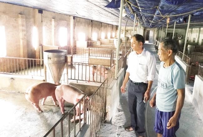 Hộ ông Nguyễn Văn Tề ở Yên Khánh (Ninh Bình) tự ý tái đàn khi vừa bị dịch tả tấn công. Đăng Quang