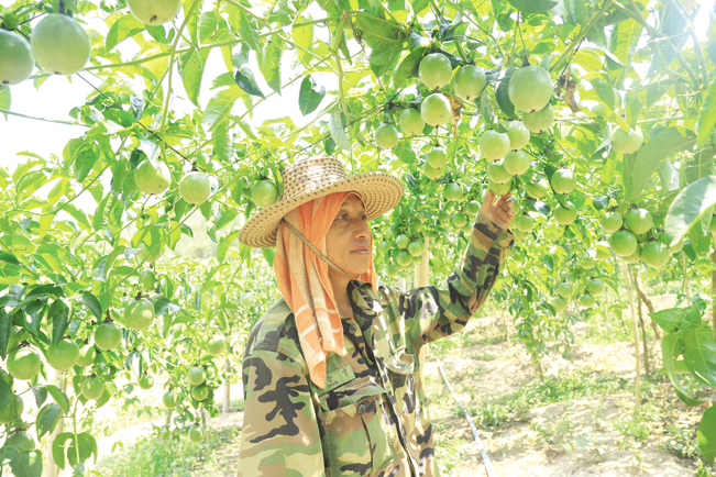 Ông Phạm Lự - Phó Chủ tịch UBND xã Tân Lập (Hướng Hóa) trồng chanh leo làm gương cho bà con học tập.