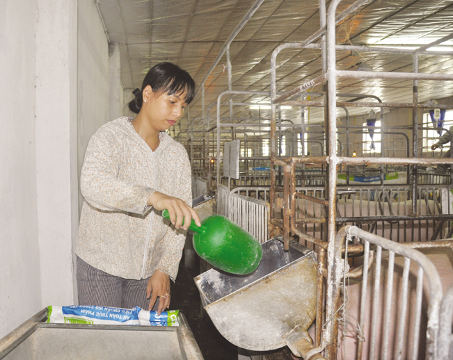 Chị Nguyễn Thị Phương ở Kim Sơn (Ninh Bình) chăm sóc đàn lợn của gia đình. Trần Quang