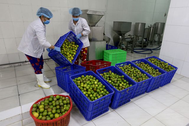 Ngoài bán chanh tươi, ông Hiển còn có xưởng chế biến chanh thành phẩm như làm nước cốt, tinh dầu, bột chanh, vỏ sấy.