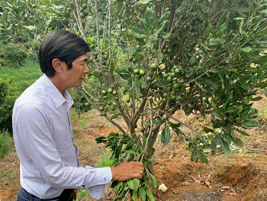Ông Trần Vinh, một người đàn ông rắn rỏi, quyết tâm trong công việc trồng thành công cây mắc ca cho loại hạt được mệnh danh là 