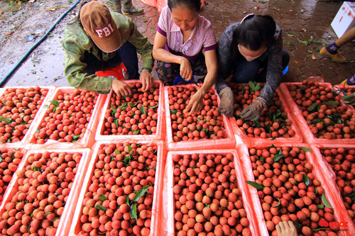 Trung Quốc không còn là thị trường dễ tính với nông sản Việt. T.L